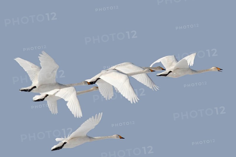 Whooper Swan