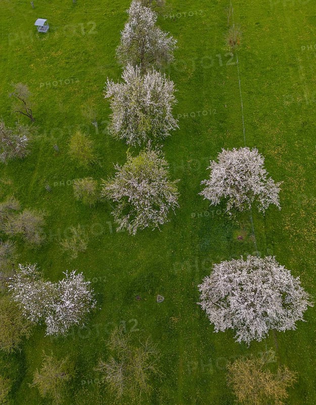 Drone image of blossoming cherry trees