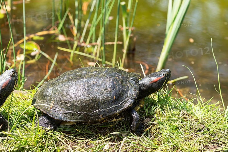 Red-cheeked ornate turtle
