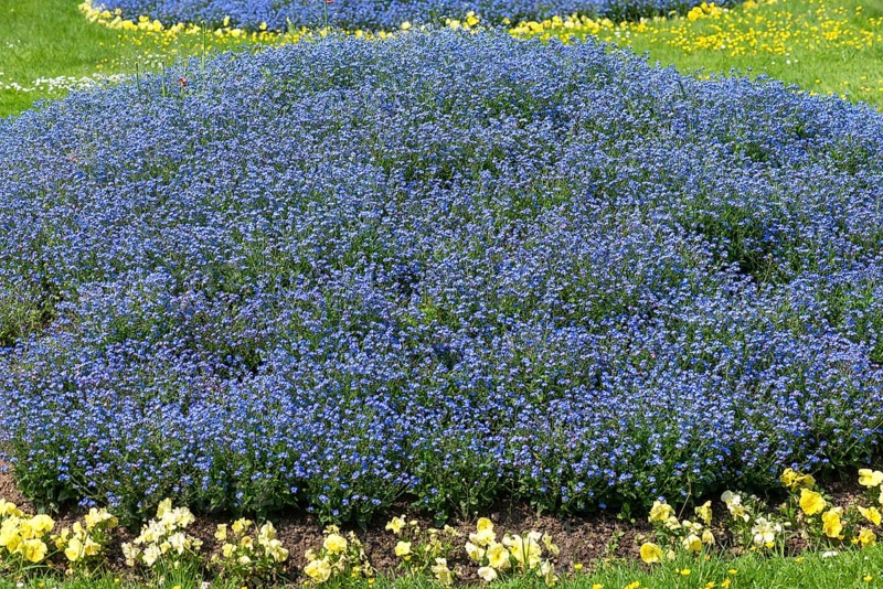 Flowering forget-me-nots
