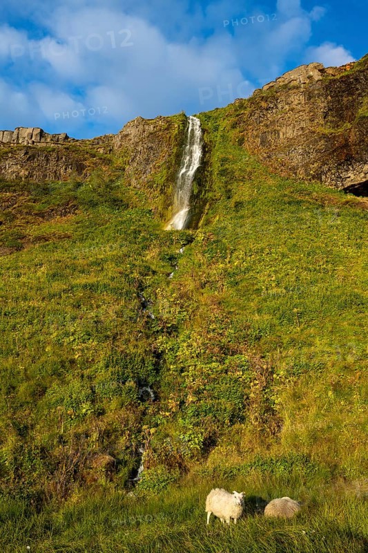Sheep in front of waterfall in South Iceland