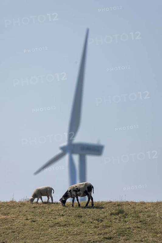 Sheep standing on a dike by the sea in front of a wind turbine for wind energy