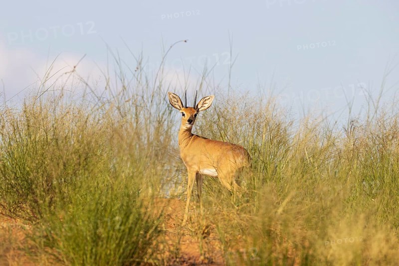 Steenbok