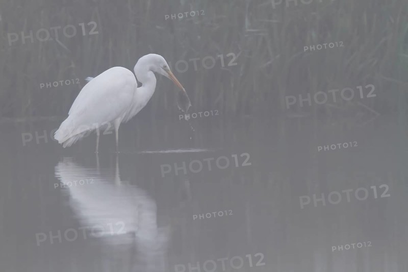 Great egret