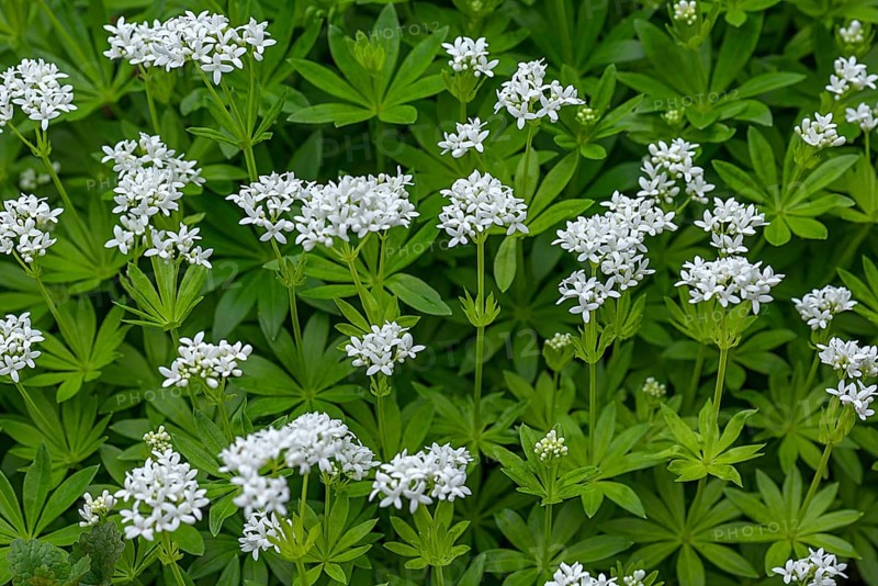 Flowering woodruff
