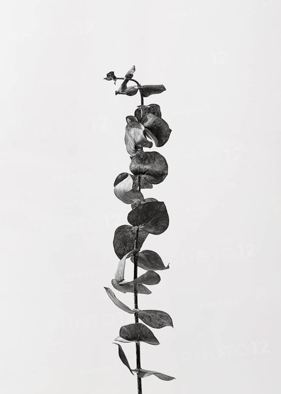 Top view plant with leaves