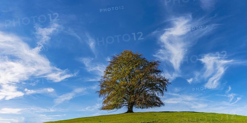 Common beech