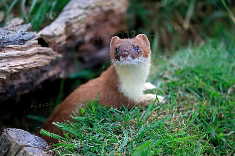 Ermine