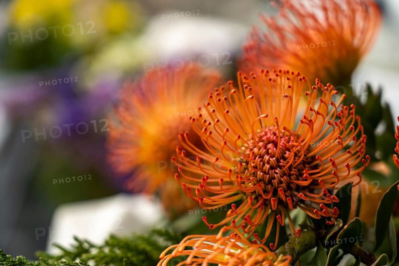 Red Pincushion