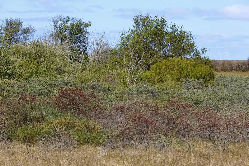 In the dunes of the island of Minsener Oog