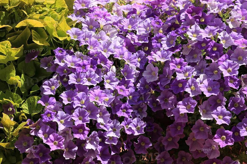 Purple flowering petunias