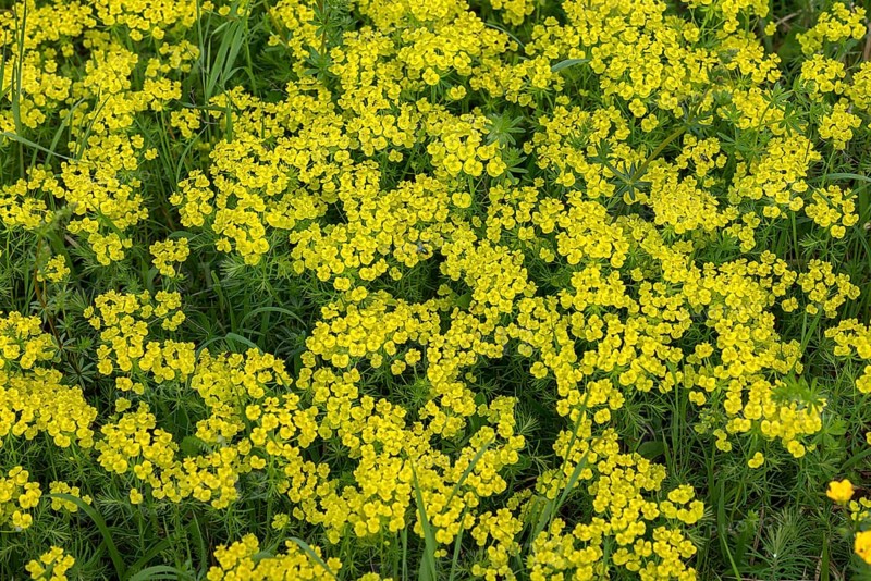 Cypress spurge