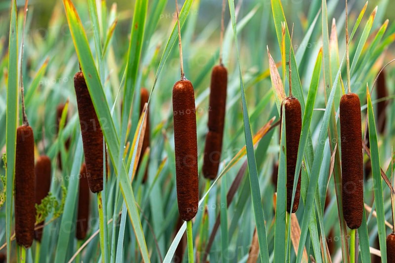 Cattail