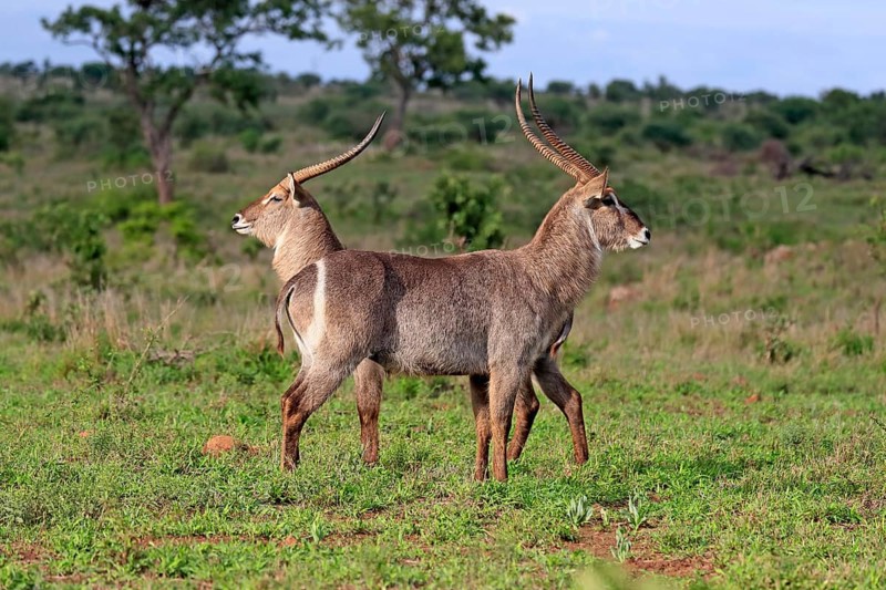 Ellipsen waterbuck