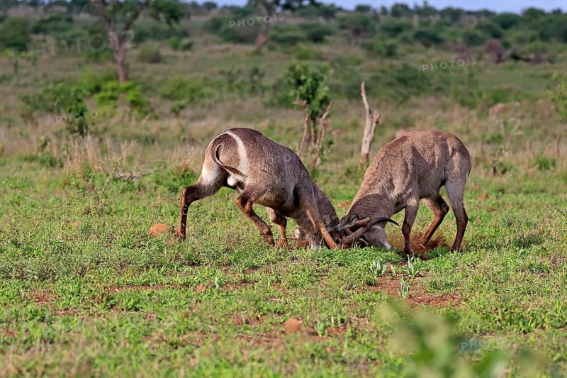 Ellipsen waterbuck