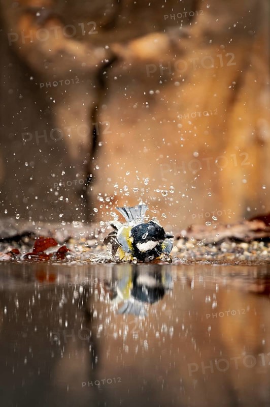 Great tit