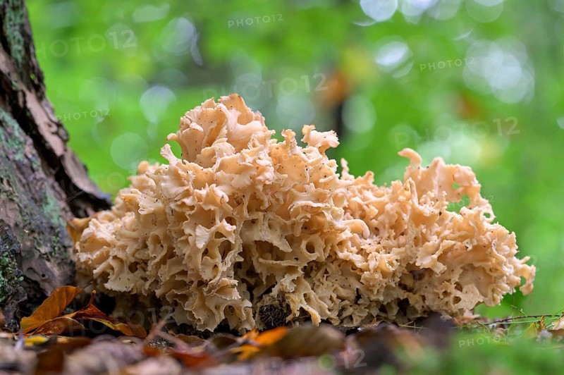 Wood cauliflower fungus