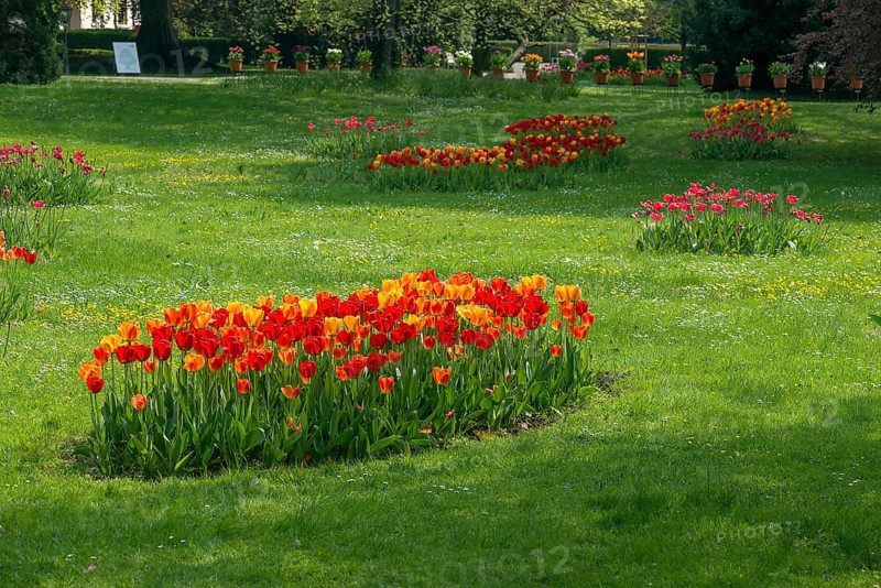 Tulip blossom