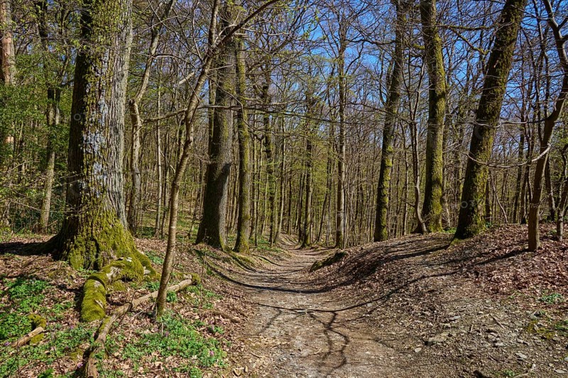 Forest path