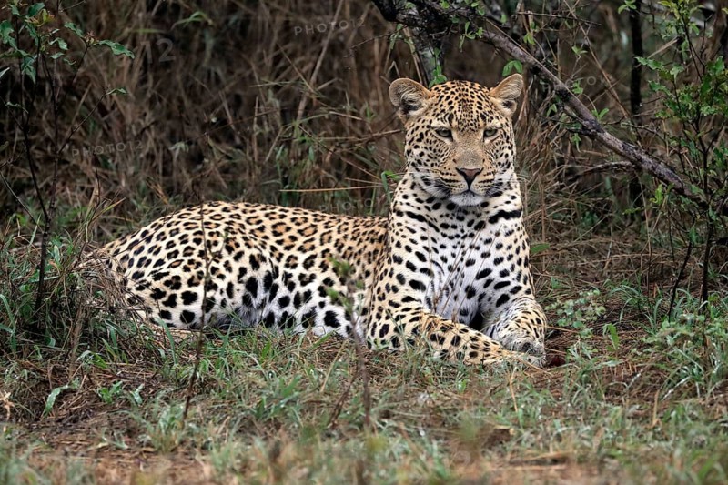 Leopard