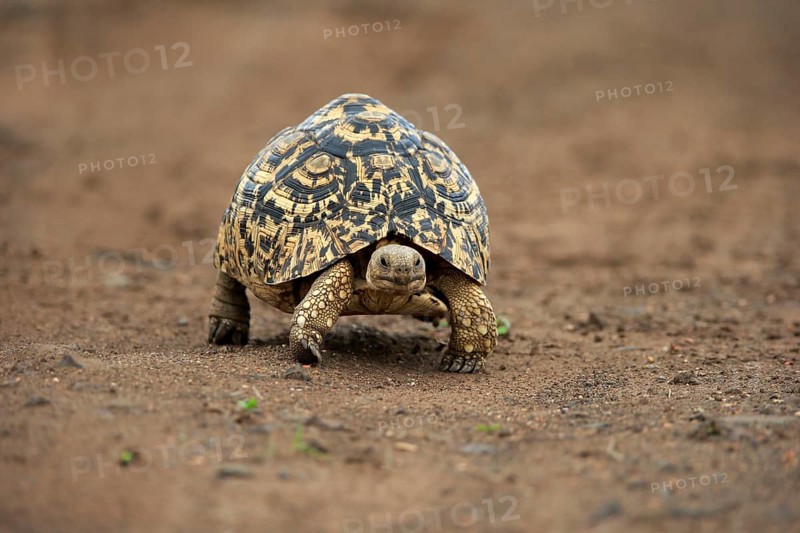 Leopard tortoise