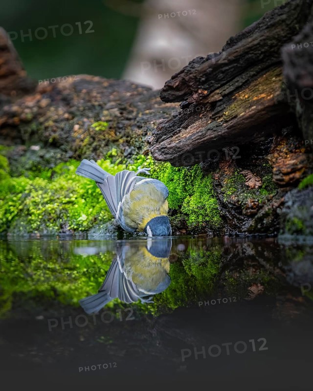 Great tit