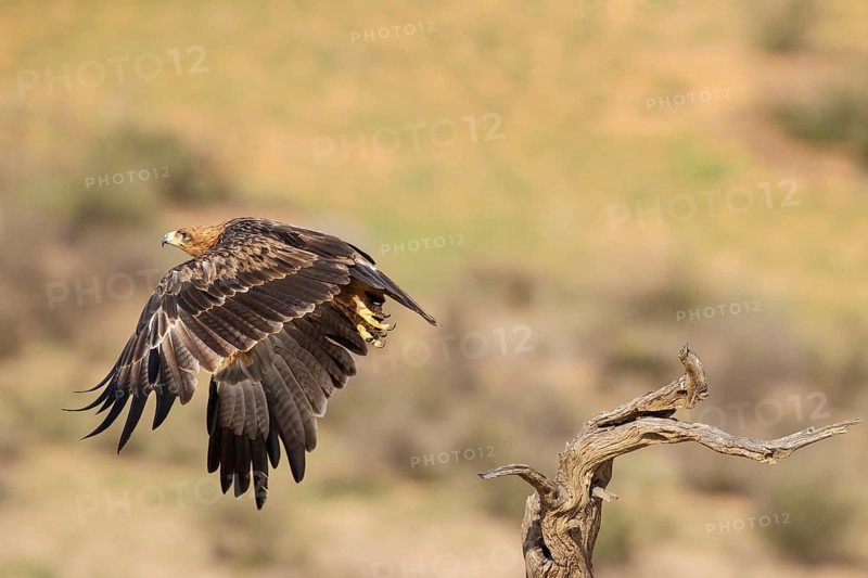 Tawny Eagle
