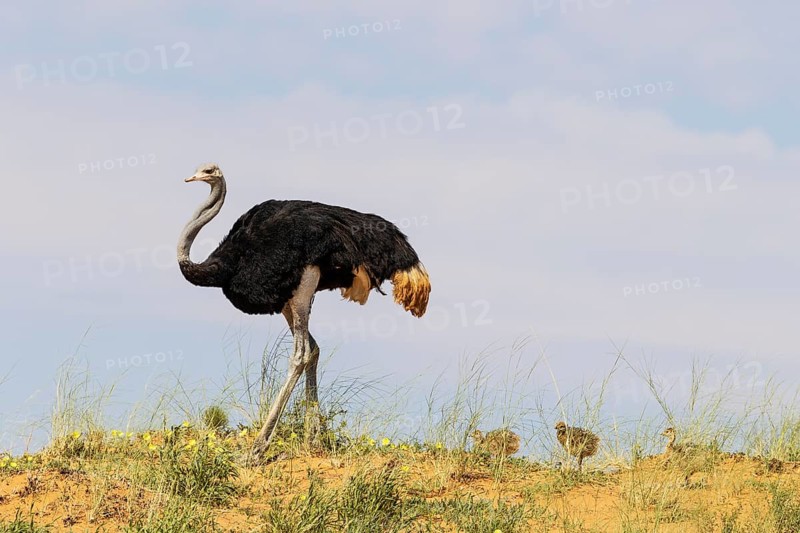 Ostrich