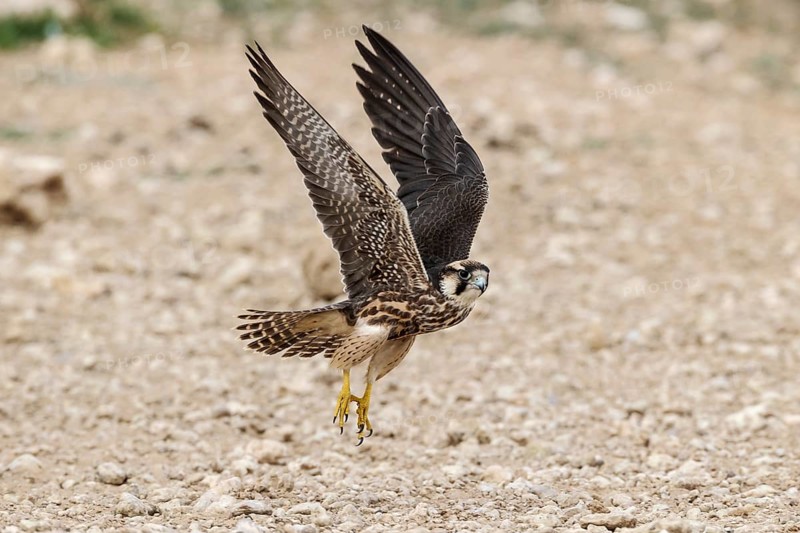 Lanner Falcon