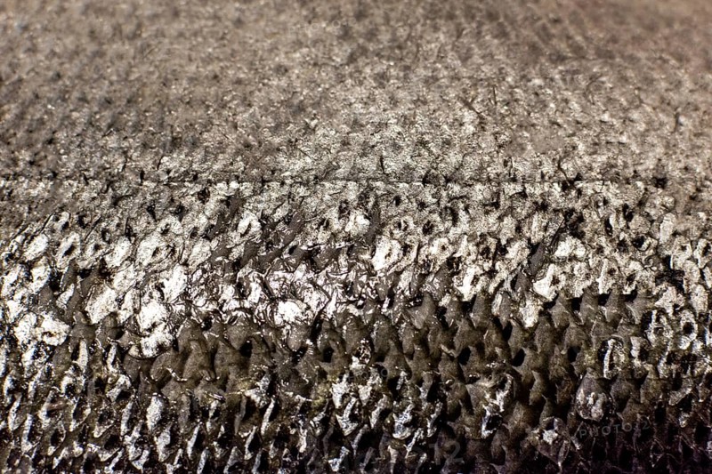 Fish scales