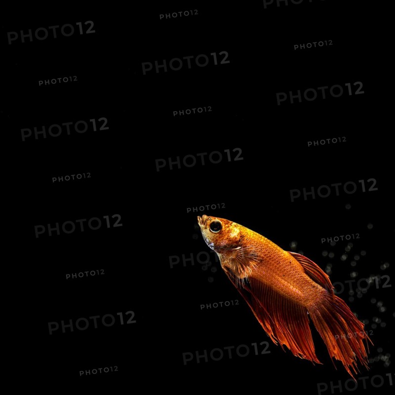 Golden half moon betta fish