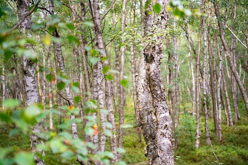 Bog birch