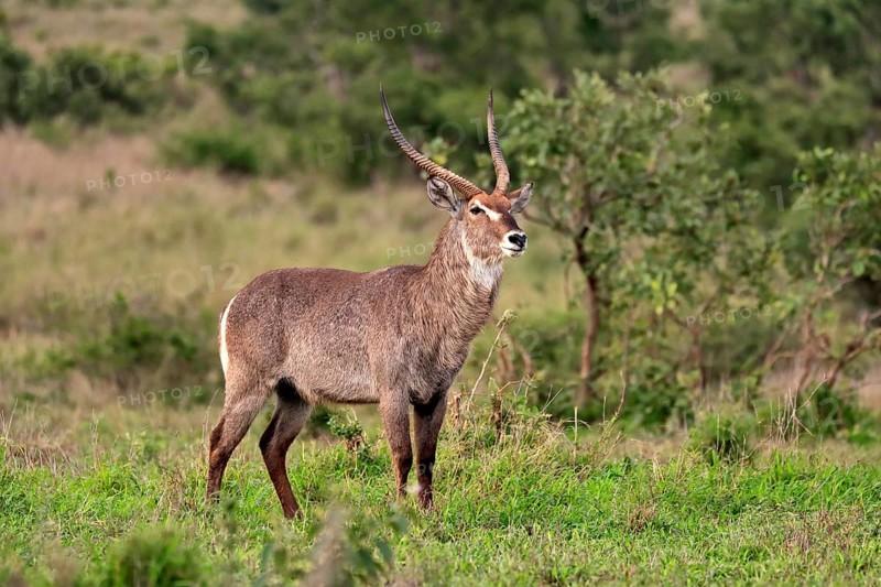 Ellipsen waterbuck