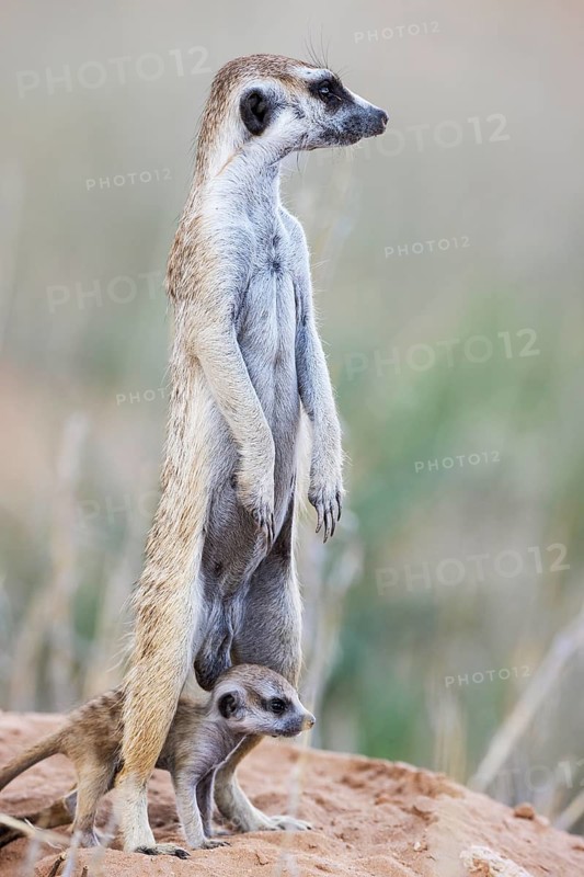 Suricate
