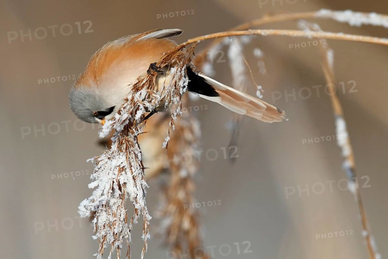 Bearded reedling