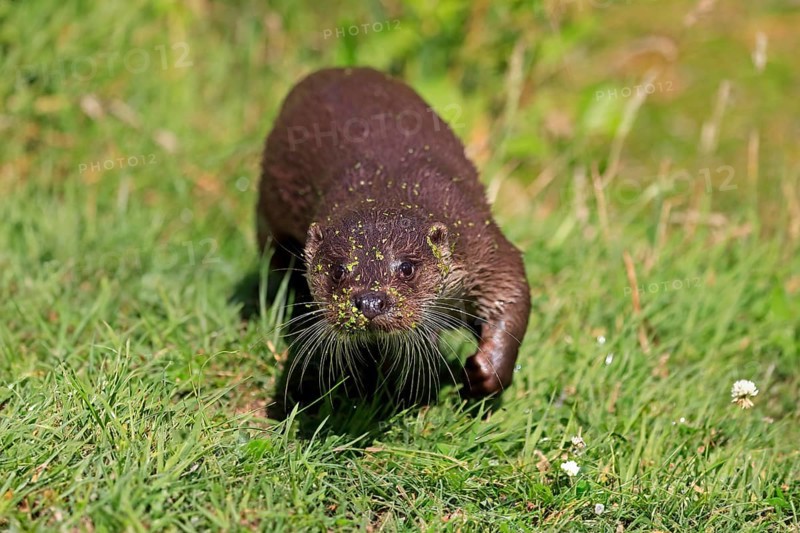 European otter