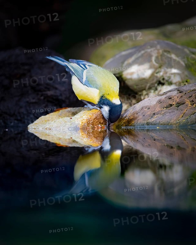 Great Tit