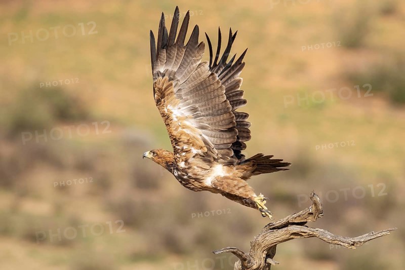 Tawny Eagle