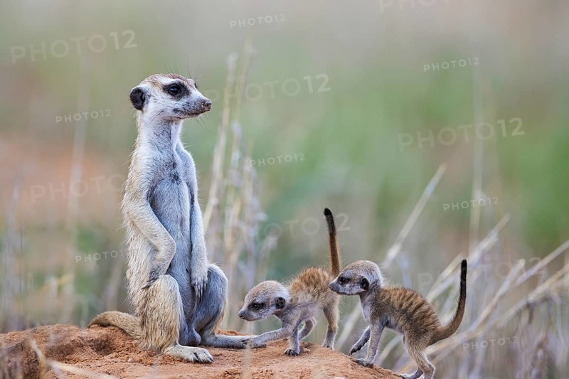 Suricate
