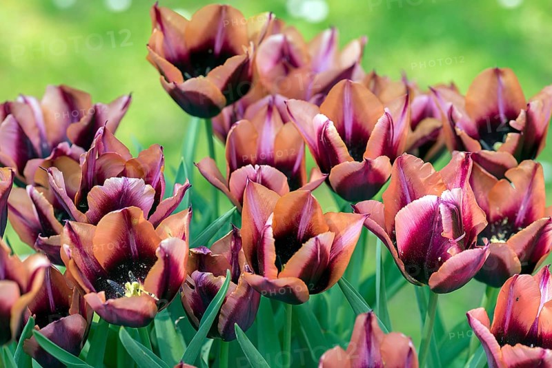 Triumph tulips
