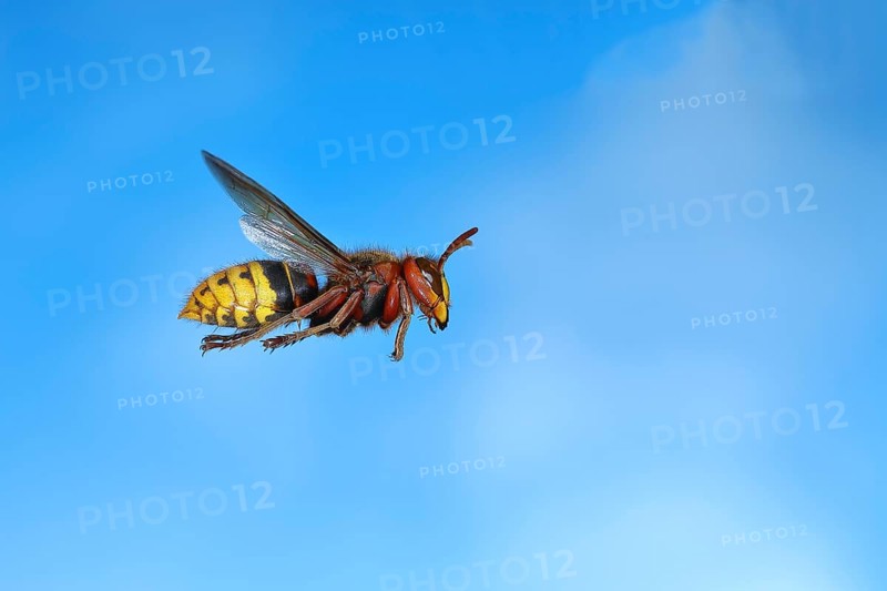 European hornet