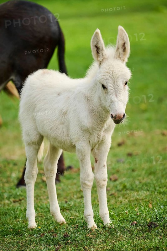 Donkey