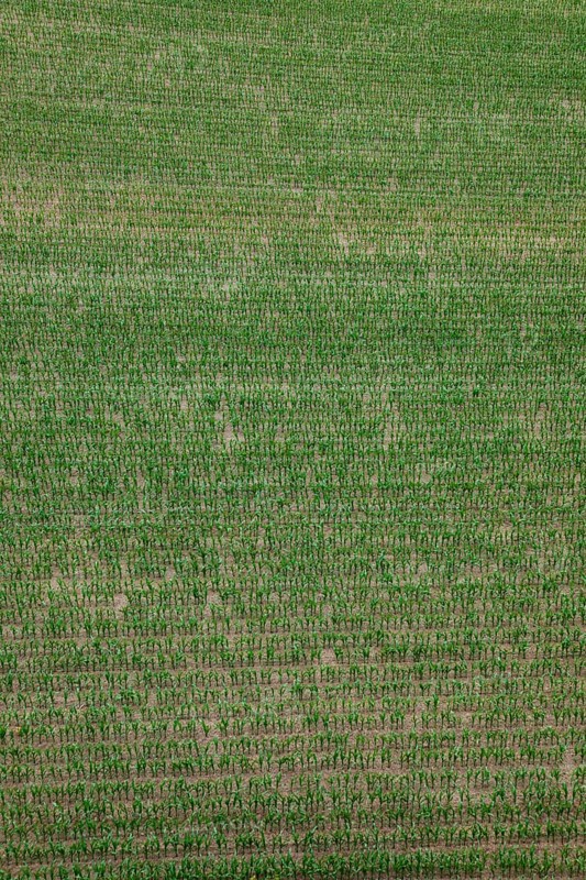 Maize field