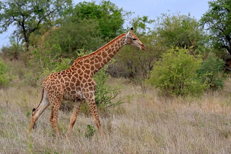 Southern giraffe