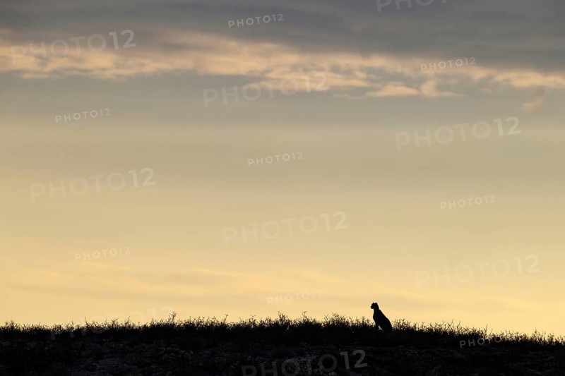 Cheetah