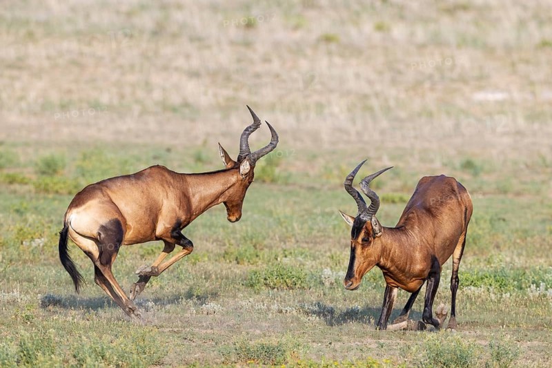 Red Hartebeest