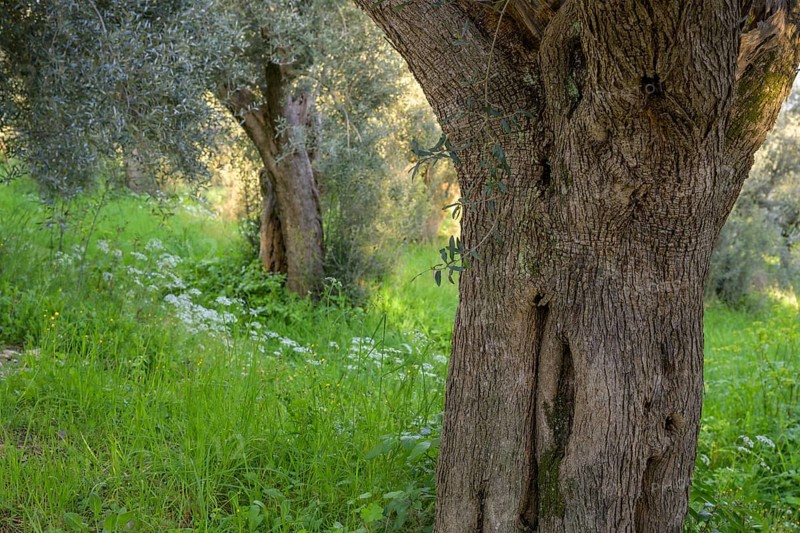 Old olive trees