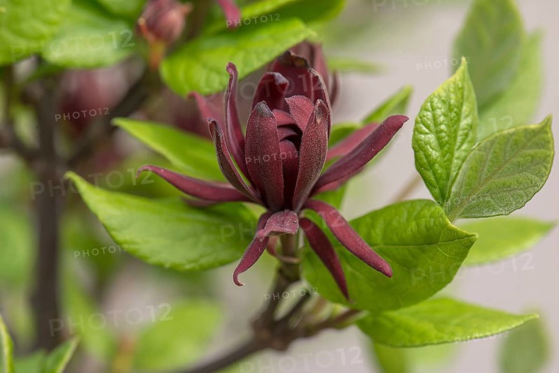 Carolina sweetshrub