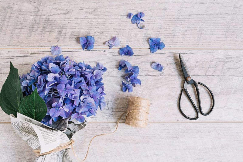 Bouquet purple hydrangea flowers tied with spool scissor wooden table