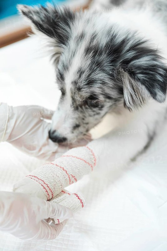 Female veterinarian applying white bandaged dog s paw limb